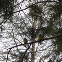 Psephotus haematonotus (Red-rumped Parrot) at Charnwood, ACT - 17 Sep 2022 by LD12