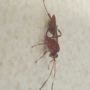 Stiromesostenus sp. (genus) at Turner, ACT - 30 Aug 2022