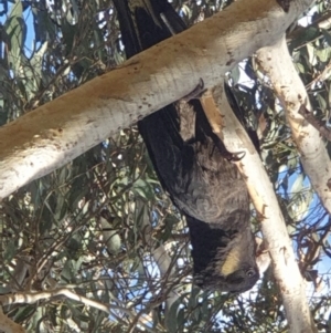 Zanda funerea at Turner, ACT - 18 Aug 2022 03:11 PM