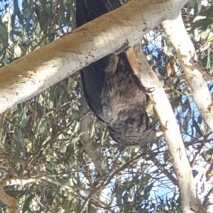 Zanda funerea at Turner, ACT - 18 Aug 2022 03:11 PM