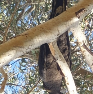 Zanda funerea at Turner, ACT - 18 Aug 2022 03:11 PM