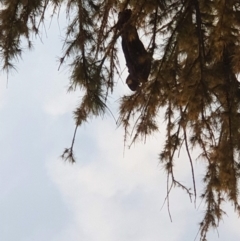 Zanda funerea (Yellow-tailed Black-Cockatoo) at Mount Ainslie to Black Mountain - 17 Aug 2022 by LD12