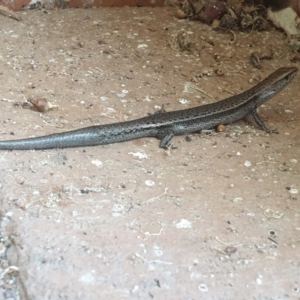 Lampropholis delicata at Turner, ACT - suppressed