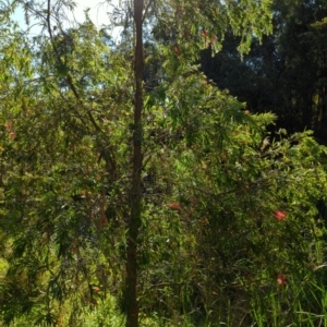 Callistemon sp. at Mount Gravatt East, QLD - 25 Sep 2022 03:21 PM