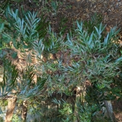 Grevillea robusta at Mount Gravatt East, QLD - 25 Sep 2022 by Dreadn0