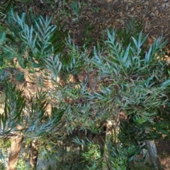 Grevillea robusta (TBC) at suppressed - 25 Sep 2022 by Dreadn0