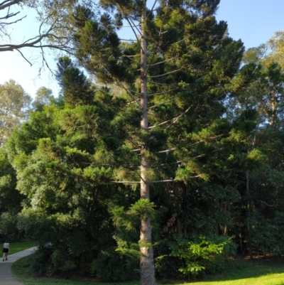 Araucaria cunninghamii (Hoop Pine) at Mount Gravatt East, QLD - 25 Sep 2022 by Dreadn0