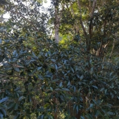 Ficus rubiginosa (Port Jackson or Rusty Fig) at Mount Gravatt East, QLD - 25 Sep 2022 by Dreadn0