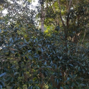Ficus rubiginosa at Mount Gravatt East, QLD - 25 Sep 2022
