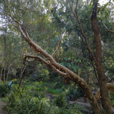 Melaleuca quinquenervia at Mount Gravatt East, QLD - 25 Sep 2022 by Dreadn0