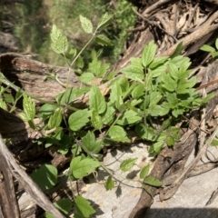 Rubus parvifolius at Campbell, ACT - 25 Sep 2022 by SilkeSma