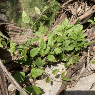 Rubus parvifolius at Mount Pleasant - 25 Sep 2022 by SilkeSma