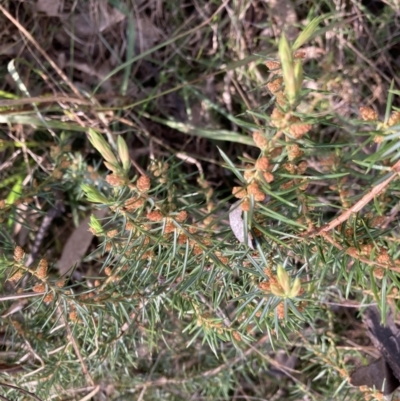 Juniperus communis (Juniper) at Mount Ainslie to Black Mountain - 25 Sep 2022 by SilkeSma