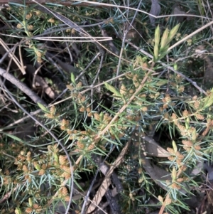Juniperus communis at Campbell, ACT - 25 Sep 2022