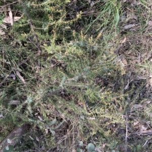 Juniperus communis at Campbell, ACT - 25 Sep 2022