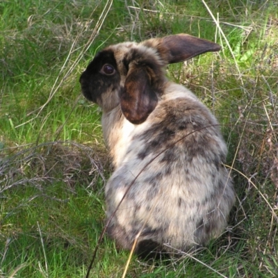 Oryctolagus cuniculus (European Rabbit) at Mount Taylor - 25 Sep 2022 by MatthewFrawley