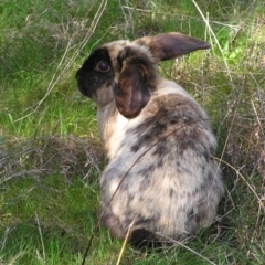 Oryctolagus cuniculus (European Rabbit) at Kambah, ACT - 25 Sep 2022 by MatthewFrawley