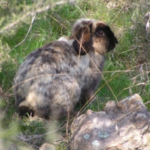 Oryctolagus cuniculus at Kambah, ACT - 25 Sep 2022