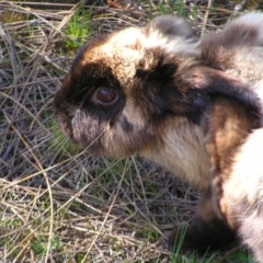 Oryctolagus cuniculus at Kambah, ACT - 25 Sep 2022 02:10 PM