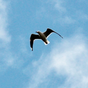 Chroicocephalus novaehollandiae at Throsby, ACT - 18 Sep 2022