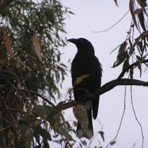 Strepera graculina at Red Hill, ACT - 25 Sep 2022 06:49 AM