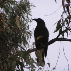 Strepera graculina (Pied Currawong) at Red Hill, ACT - 24 Sep 2022 by MatthewFrawley