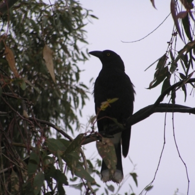 Strepera graculina (Pied Currawong) at Red Hill Nature Reserve - 24 Sep 2022 by MatthewFrawley