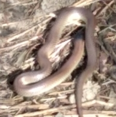 Parasuta dwyeri (Dwyer's Black-headed Snake) at Cooma, NSW - 25 Sep 2022 by mahargiani