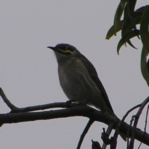 Caligavis chrysops at Red Hill, ACT - 25 Sep 2022 07:15 AM