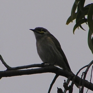 Caligavis chrysops at Red Hill, ACT - 25 Sep 2022