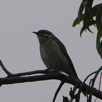 Caligavis chrysops (Yellow-faced Honeyeater) at Red Hill, ACT - 25 Sep 2022 by MatthewFrawley