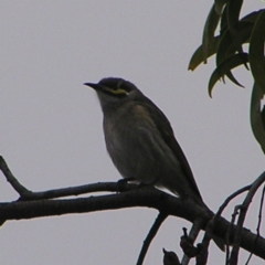 Caligavis chrysops (Yellow-faced Honeyeater) at Red Hill Nature Reserve - 24 Sep 2022 by MatthewFrawley