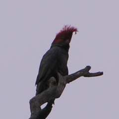 Callocephalon fimbriatum (Gang-gang Cockatoo) at Deakin, ACT - 24 Sep 2022 by MatthewFrawley