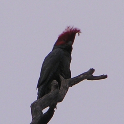 Callocephalon fimbriatum (Gang-gang Cockatoo) at Red Hill Nature Reserve - 24 Sep 2022 by MatthewFrawley