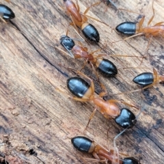 Camponotus consobrinus (Banded sugar ant) at Coornartha Nature Reserve - 25 Sep 2022 by trevorpreston