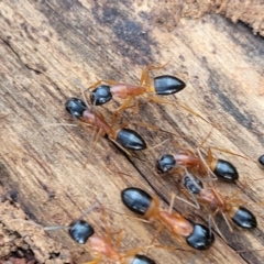 Camponotus consobrinus at Glen Fergus, NSW - 25 Sep 2022