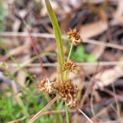 Luzula densiflora (Dense Wood-rush) at Coornartha Nature Reserve - 25 Sep 2022 by trevorpreston