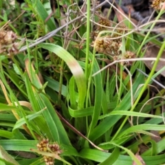 Luzula densiflora at Glen Fergus, NSW - 25 Sep 2022 03:09 PM