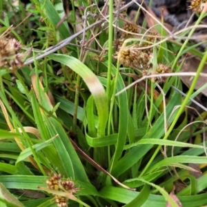 Luzula densiflora at Glen Fergus, NSW - 25 Sep 2022