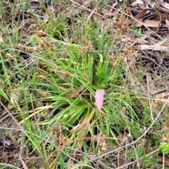 Luzula densiflora at Glen Fergus, NSW - 25 Sep 2022 03:09 PM