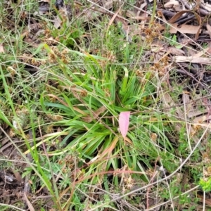 Luzula densiflora at Glen Fergus, NSW - 25 Sep 2022