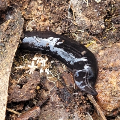 Parakontikia ventrolineata (Stripe-bellied flatworm) at Glen Fergus, NSW - 25 Sep 2022 by trevorpreston