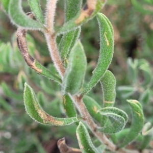 Persoonia rigida at Glen Fergus, NSW - 25 Sep 2022