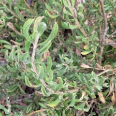 Persoonia rigida at Glen Fergus, NSW - 25 Sep 2022