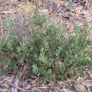 Persoonia rigida at Glen Fergus, NSW - 25 Sep 2022