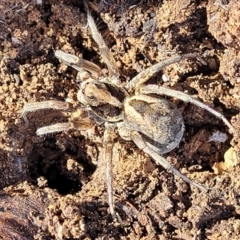 Venatrix sp. (genus) (Unidentified Venatrix wolf spider) at Glen Fergus, NSW - 25 Sep 2022 by trevorpreston