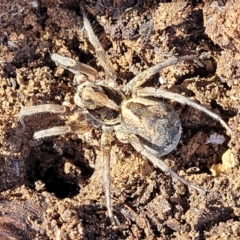 Venatrix sp. (genus) at Glen Fergus, NSW - 25 Sep 2022