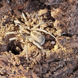 Venatrix sp. (genus) at Glen Fergus, NSW - 25 Sep 2022