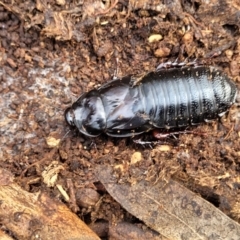 Panesthia australis (Common wood cockroach) at Coornartha Nature Reserve - 25 Sep 2022 by trevorpreston