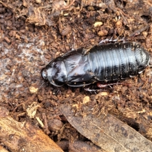 Panesthia australis at Glen Fergus, NSW - 25 Sep 2022